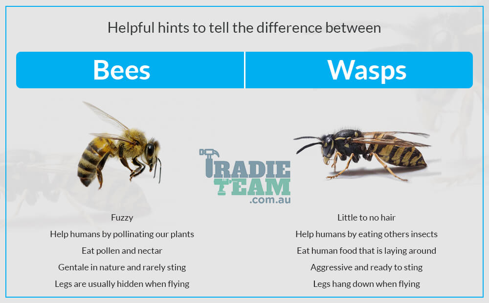 difference-between-bees-and-wasps