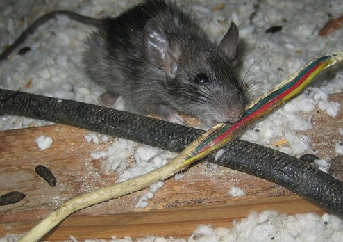 Rat