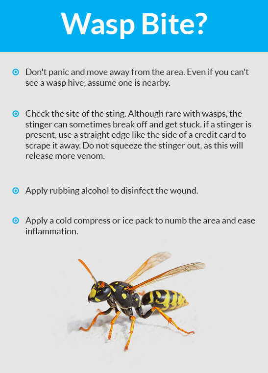 Wasp bite remedies