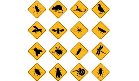 Pest Control Services