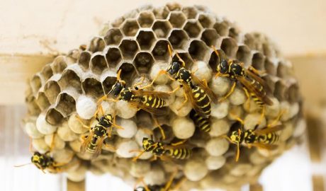 wasp and bee nest removal