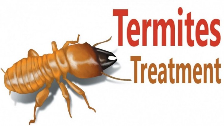 termite pest control melbourne