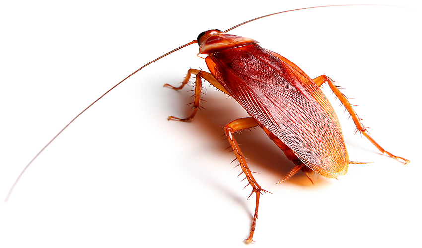 cockroach