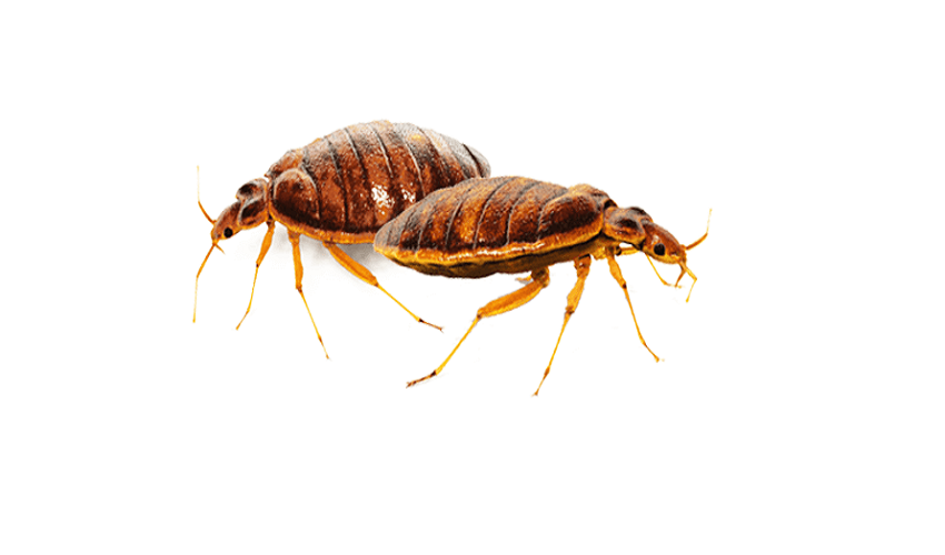 Never Ignore These Early Signs of Bed Bugs Infestation!