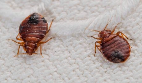 Bed Bugs Removal