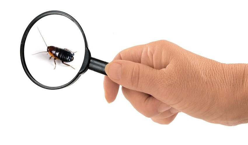 Pest Inspection In Melbourne