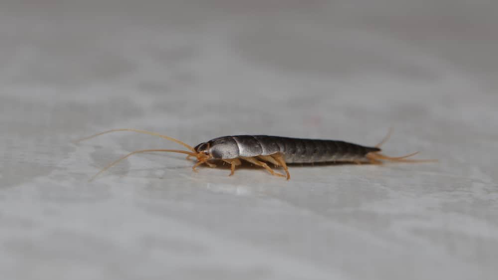 silverfish