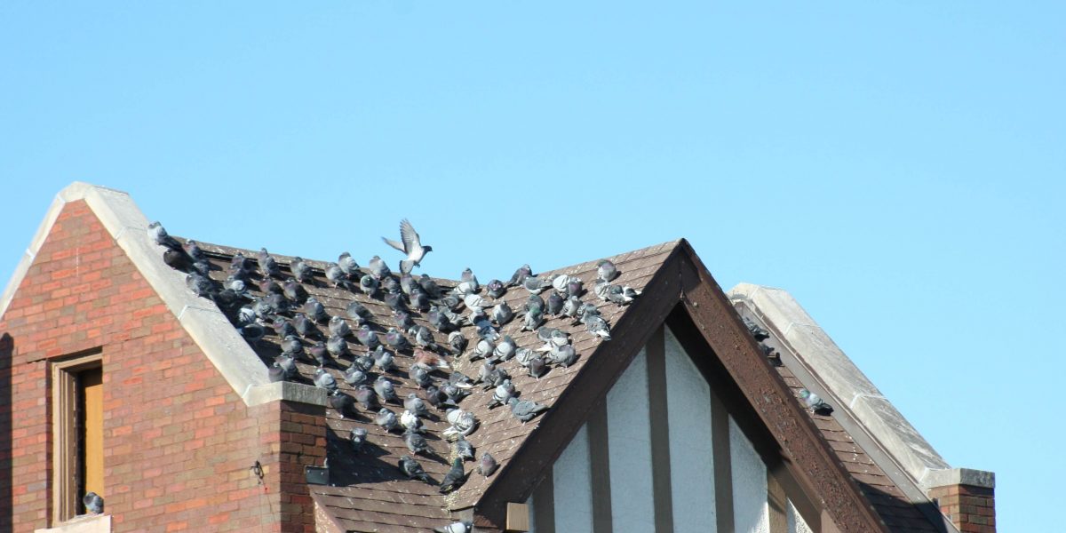 Bird Infestation