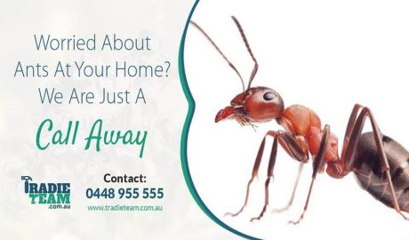 ants pest control melbourne