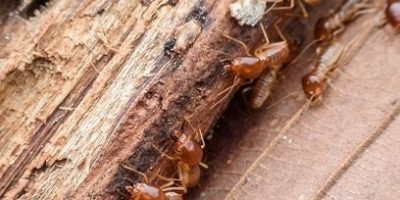 termites
