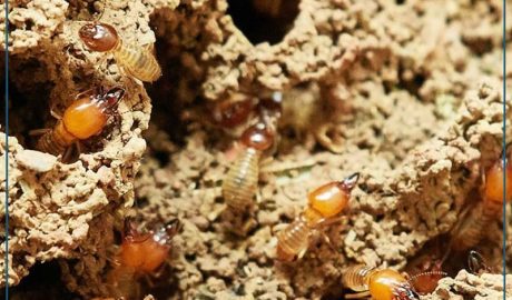 5 Fascinating Facts About Termites
