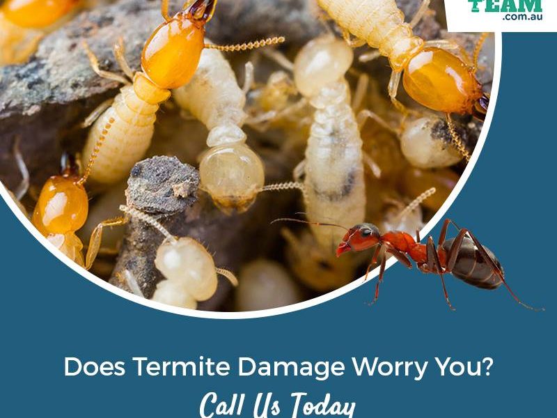 Where Are Termites Found To Be Most Active In Australia