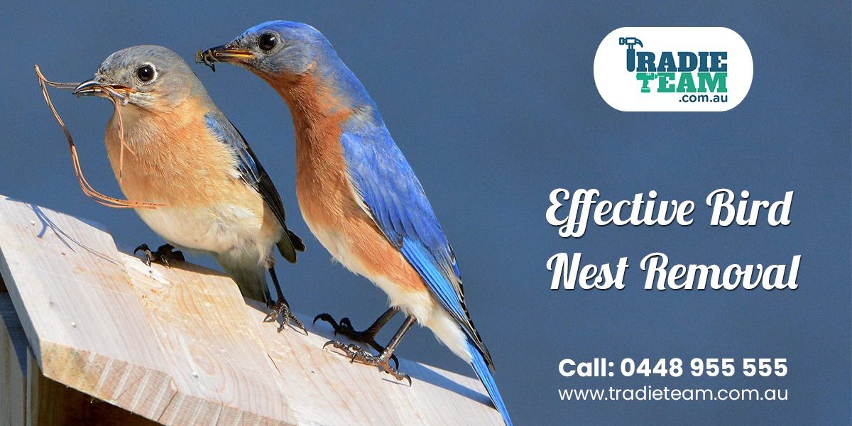 Are Birds Invading Your Residential Premises?