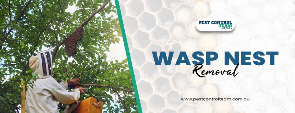 Wasp nest removal