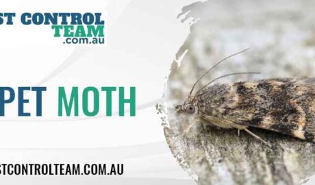 Carpet Moth