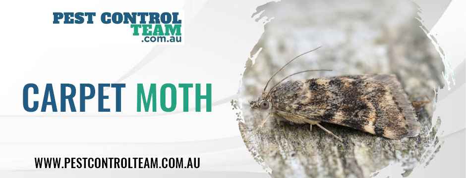 Carpet Moth