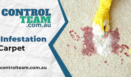 Moth Infestation in Carpet