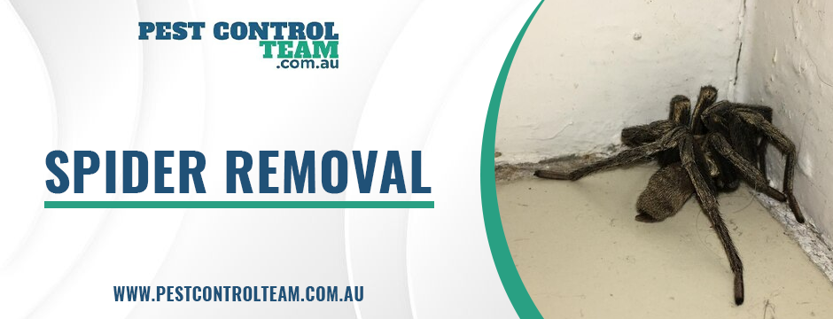 spider removal