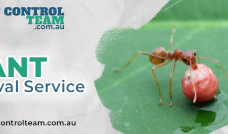 Ant Removal Service