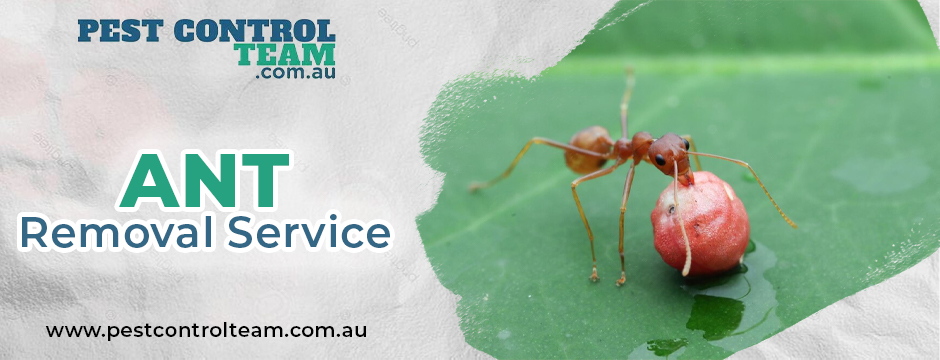Ant Removal Service