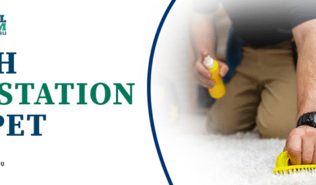 moth infestation carpet