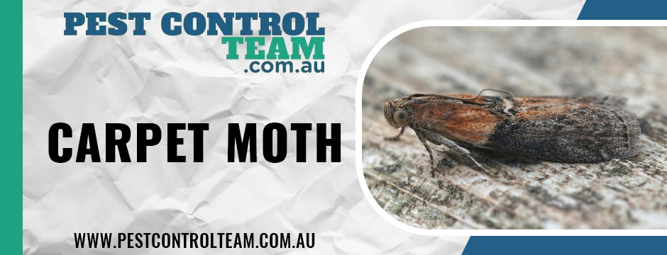 Carpet moth