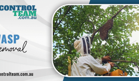 Wasp removal