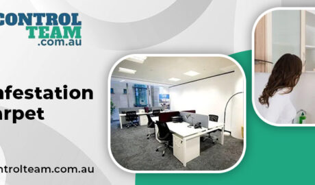 moth infestation carpet