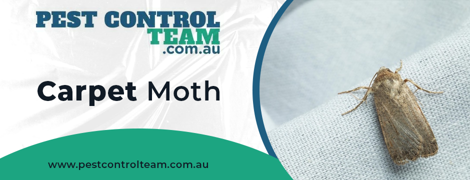 Carpet Moth