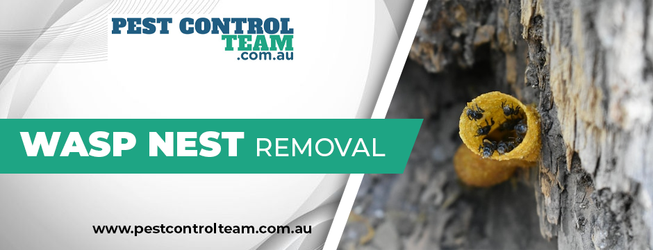 wasp nest removal