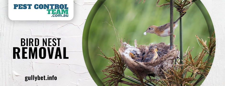 Bird Nest Removal