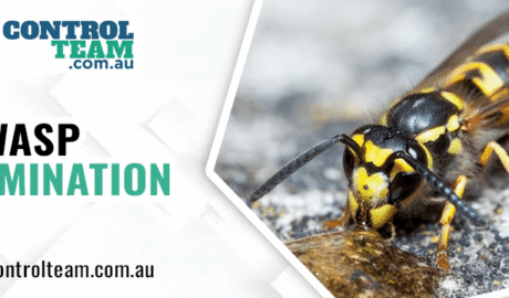 Wasp Extermination