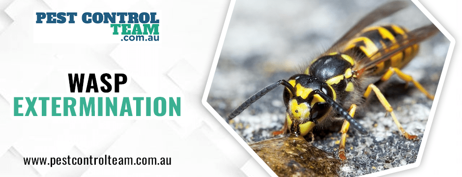 Wasp Extermination