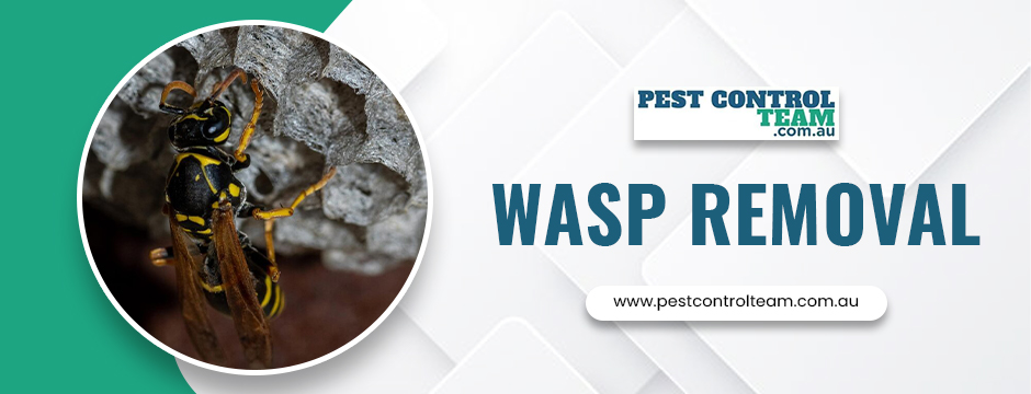 Wasp Removal