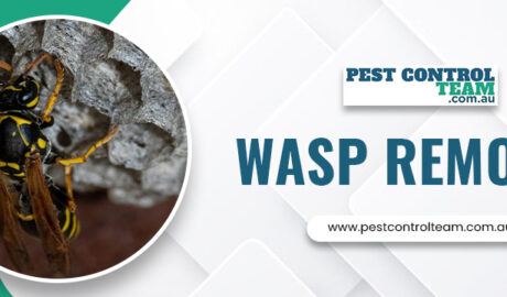 Wasp Removal