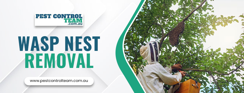 Wasp Nest Removal