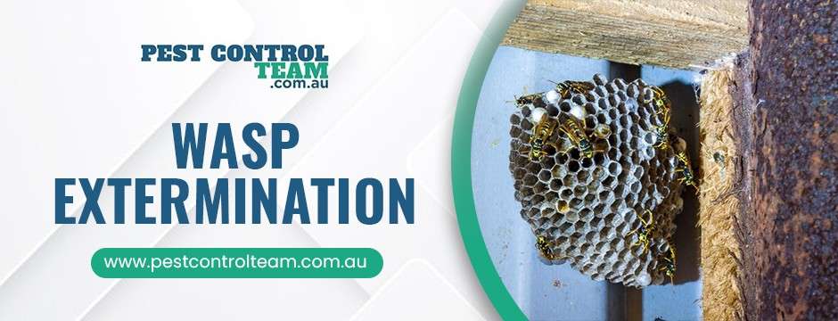 Wasp extermination