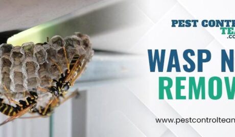 Wasp nest removal