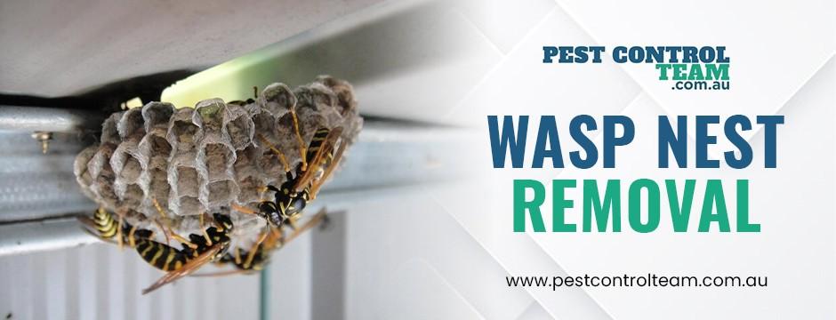 Wasp nest removal