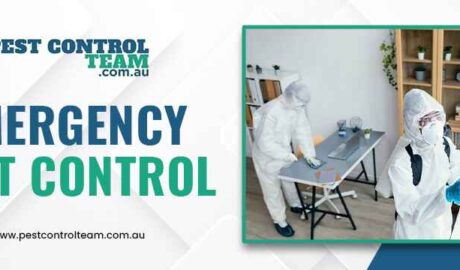 emergency pest control