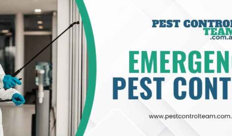 emergency pest control