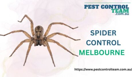 Spider Control Melbourne