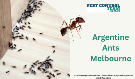 Argentine Ants Melbourne
