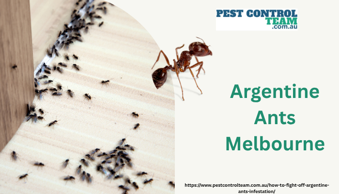 Argentine Ants Melbourne