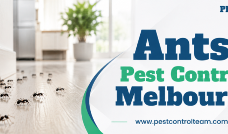 Ants Pest Control Melbourne