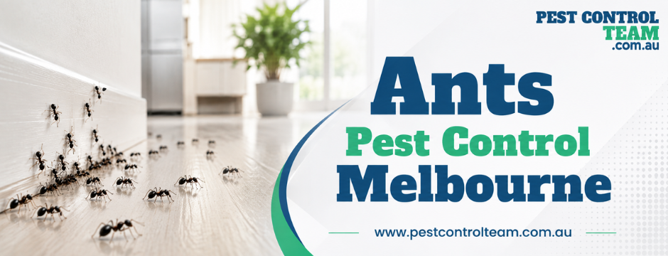 Ants Pest Control Melbourne