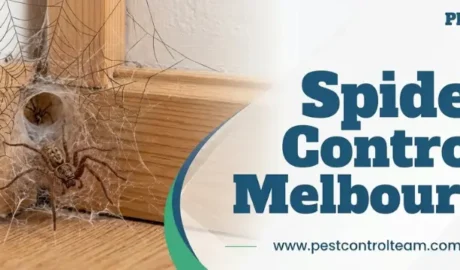 Spider Control Melbourne