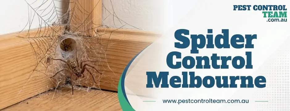 Spider Control Melbourne