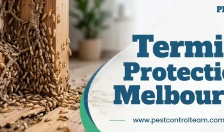 Termite Protection Melbourne
