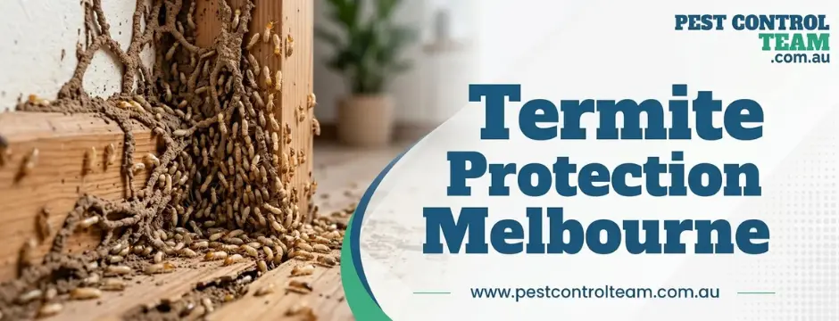 Termite Protection Melbourne